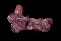 Rd p d 15 11 00131